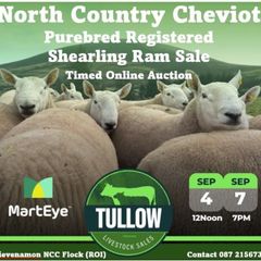 North Country Cheviot Rams
