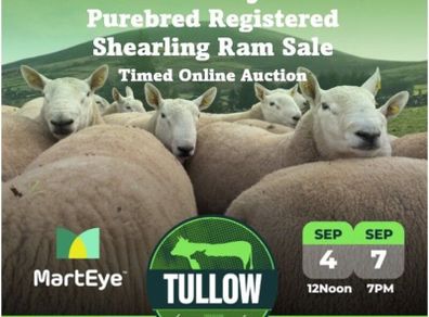 North Country Cheviot Rams