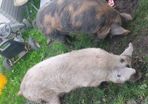 Three pigs, one kune kune boar and two sows