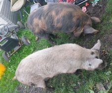 Three pigs, one kune kune boar and two sows