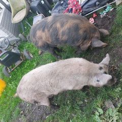 Three pigs, one kune kune boar and two sows