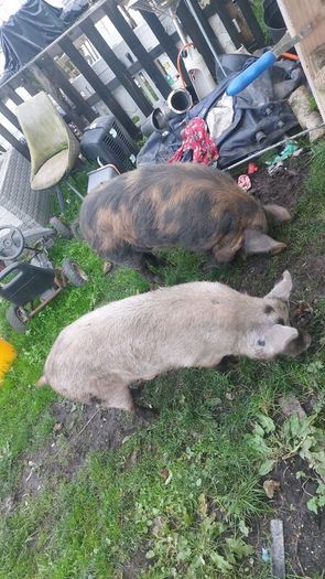 Three pigs, one kune kune boar and two sows