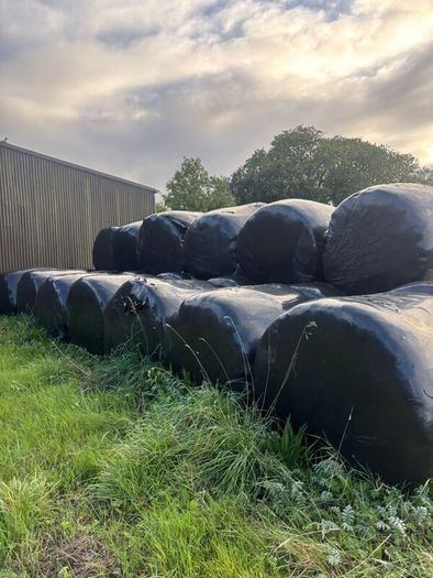 Round bales of silage