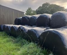 Round bales of silage