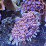 coral frags Image 7