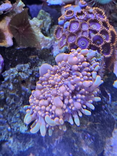 coral frags
