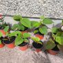Kiwi Vine Pot(Sun Gold) Image 4