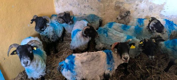Sheep