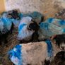 Sheep Image 10