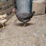 Hens and Roosters Image 6