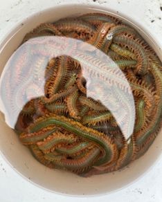 Fresh ragworm for sale top quality bait