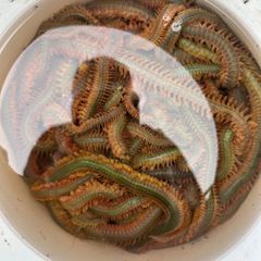 Fresh ragworm for sale top quality bait