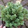 plants Image 4