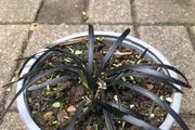 Black Mondo plant