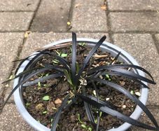 Black Mondo plant