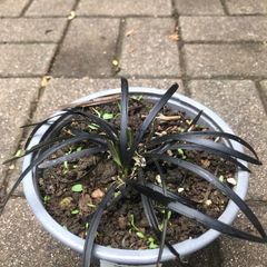 Black Mondo plant