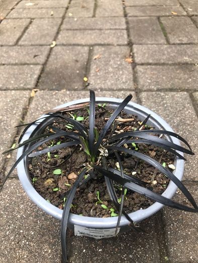 Black Mondo plant