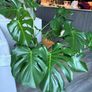 Monstera Image 2