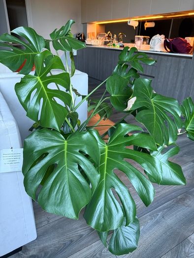 Monstera