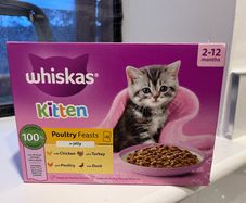 cat food