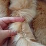 Faux Fur scarf Image 6