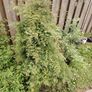 False Cypress  Tree Image 2