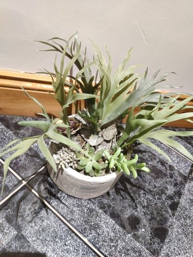 seculent pot