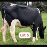 Radney Heifers Image 3