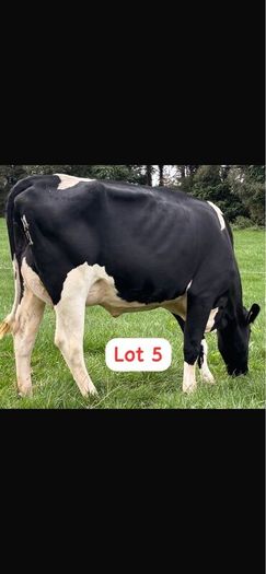 Radney Heifers