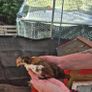 Roosters Image 2