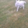 Pet lamb Image 2