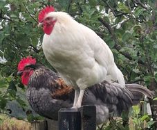 chickens