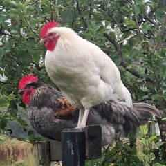 chickens