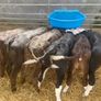 Strong Hereford & Aa Heifers Image 8