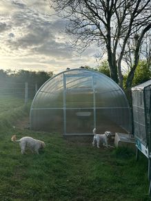 Featured Model: 3x4m Champion Greenhouse