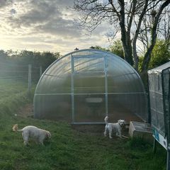 Featured Model: 3x4m Champion Greenhouse