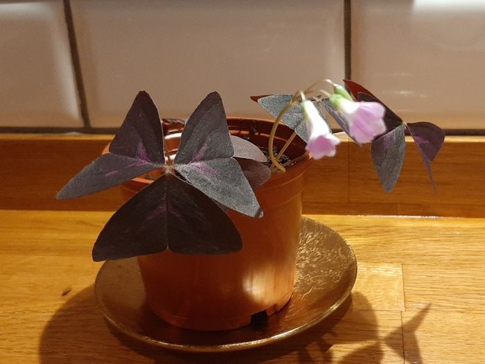 Oxalis Triangularis 'Purple Shamrock' bulbs