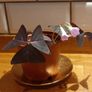 Oxalis Triangularis 'Purple Shamrock' bulbs Image 2