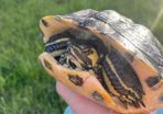 Free Turtle