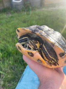 Free Turtle