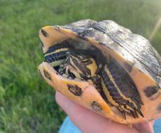 Free Turtle