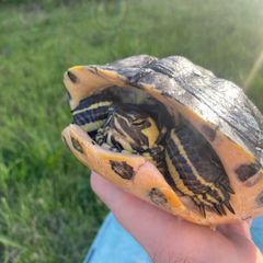 Free Turtle