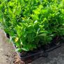 Laurel Hedging Image 6