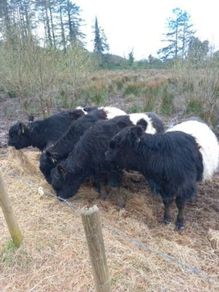 livestock