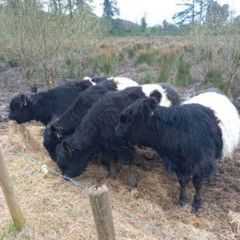 livestock