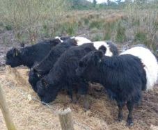 livestock