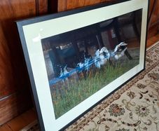 Framed Photograph