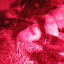 Chicks & Ducklings Image 2