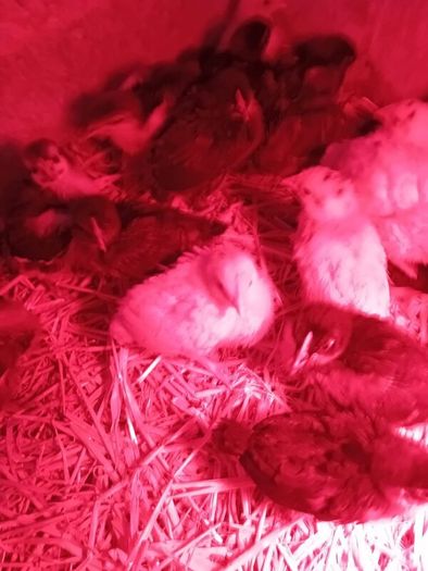 Chicks & Ducklings