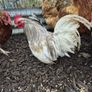 Bantom roosters Image 2